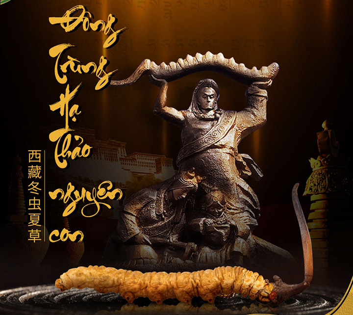 Đông Trùng Hạ Thảo