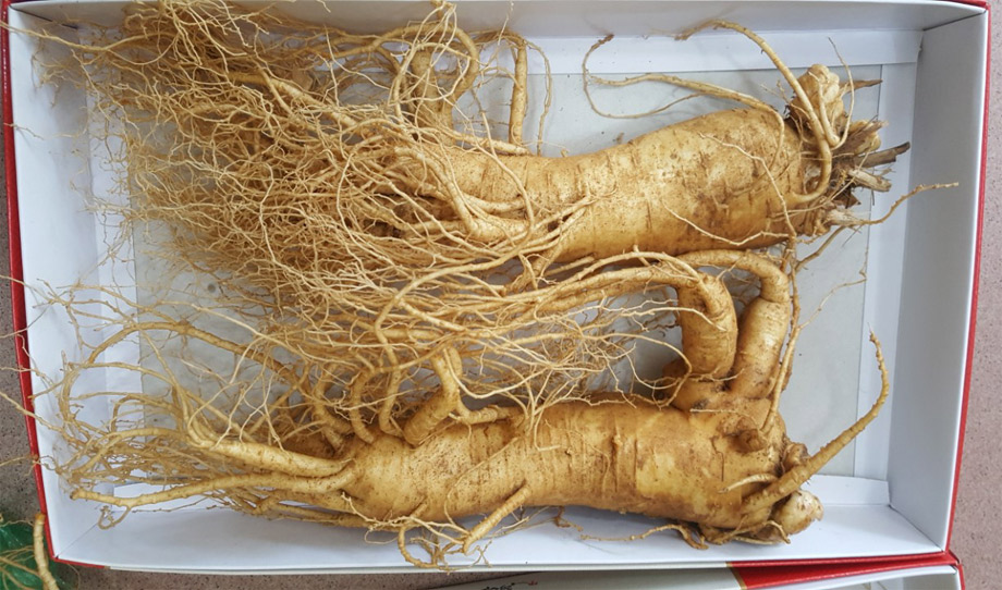 Ngoài sâm tươi 5 củ 1 kg khách hàng có lựa chọn loại 2 củ 1 kg Ngoài sâm tươi 5 củ 1 kg khách hàng có lựa chọn loại 2 củ 1 kg