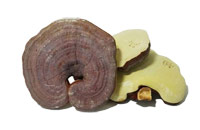Nấm linh chi Hàn Quốc