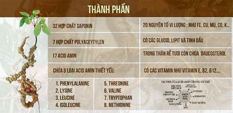 Có tới hơn 40 thành phần saponin có chứa trong sâm Ngọc Linh