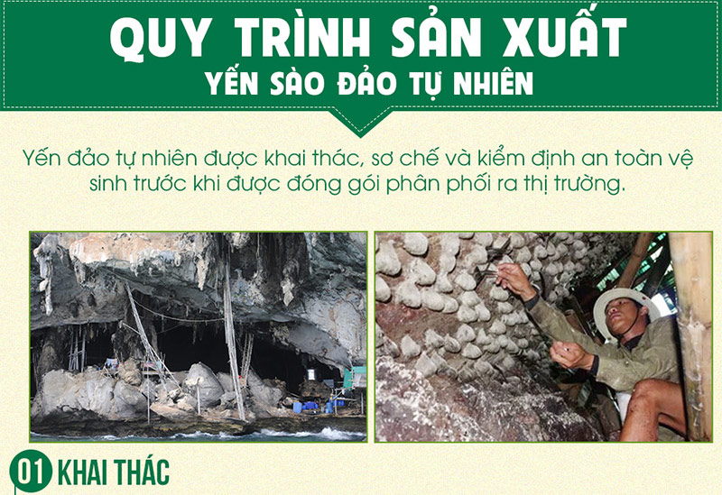 Quy trình khai thác Yến đảo tự nhiên Khánh Hòa