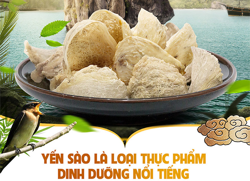 Tìm hiểu chi tiết về Yến đảo tự nhiên vùng Khánh Hòa