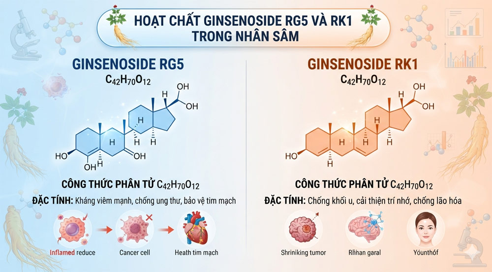 Ginsenoside Rg5 và Rk1 có chứa trong hắc sâm