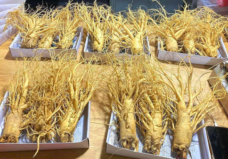 Hướng dẫn cách sử chế biến nhân sâm tươi Hàn Quốc hiệu quả Hướng dẫn cách sử chế biến nhân sâm tươi Hàn Quốc hiệu quả
